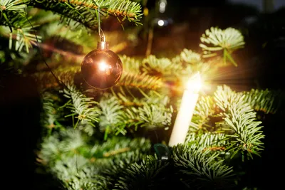 Christmas Tree Branch with Ornament