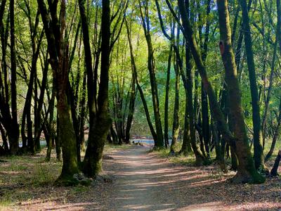 Selections from Woodland Sketches